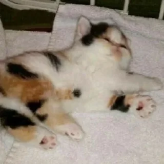 😴
