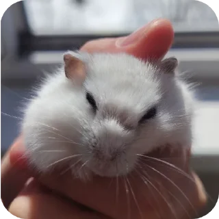 👍