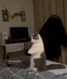 🐈