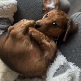 🐶