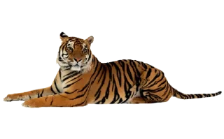 🐅