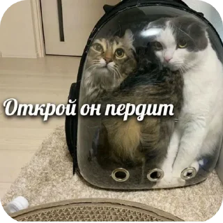 🐱