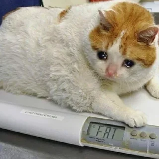 🥺
