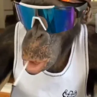 😎