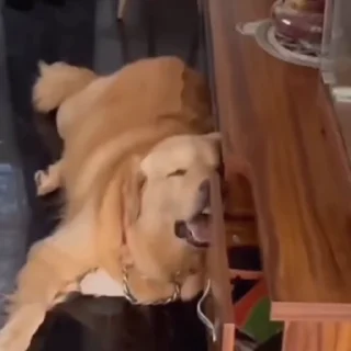 🐩