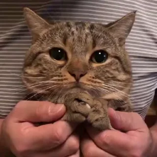😻