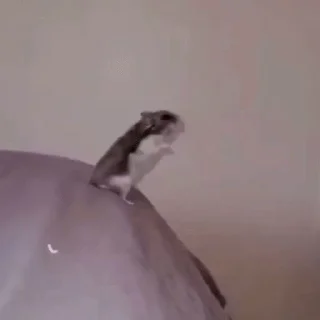 🐹