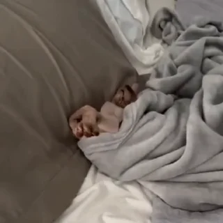 🐈