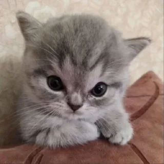🐈‍⬛