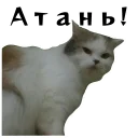 😾