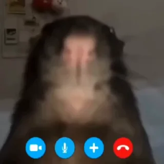 🐀