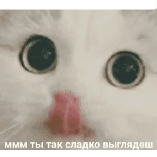 😺