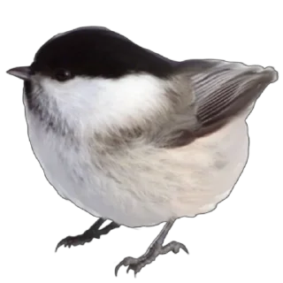 🐦
