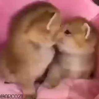 😻