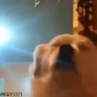 💃