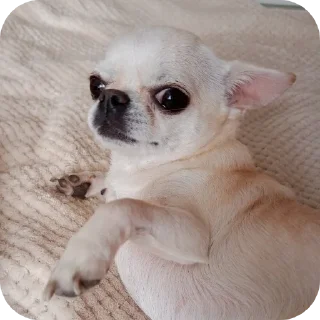 🐶