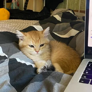 🐈