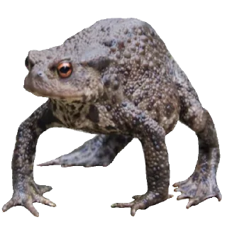 🐸