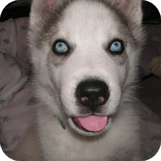 🐶