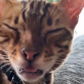 🤩