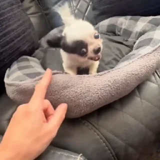 🤩