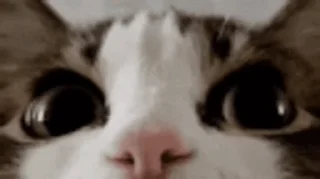 🫣