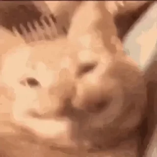 😸