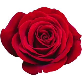 🌹