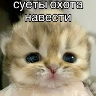 😵‍💫