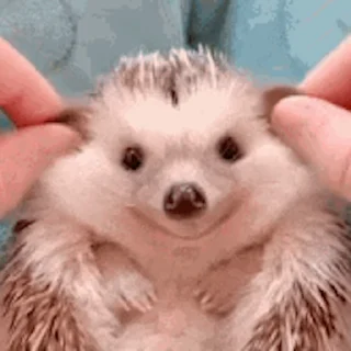 🦔