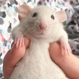 😎