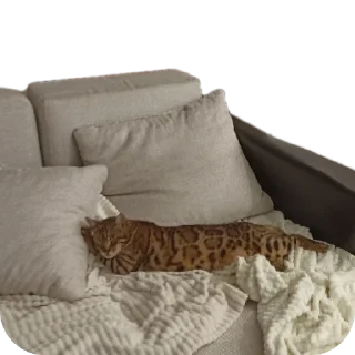 🛋