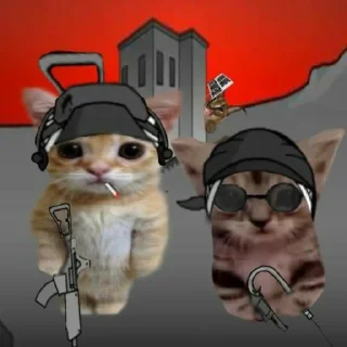 😼
