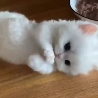 🐱