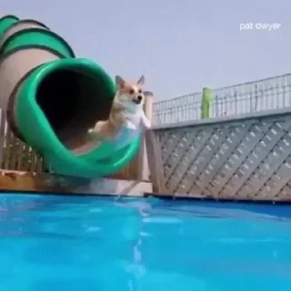 🐶