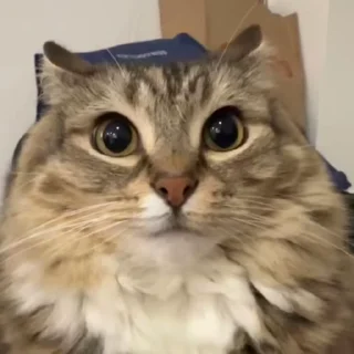 🌟