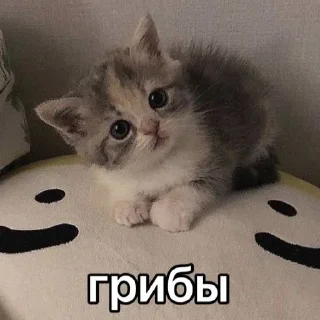 🐱
