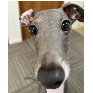 🥺