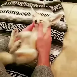 🦊