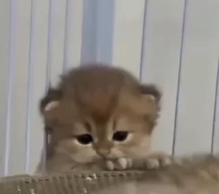 🌟