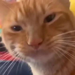 🐈