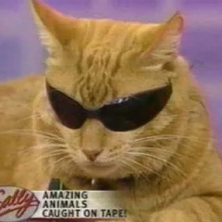 😎