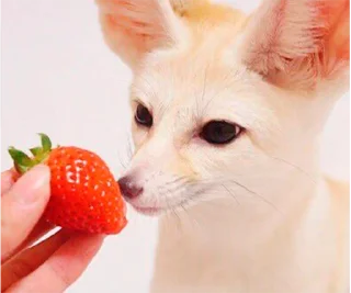 🍓