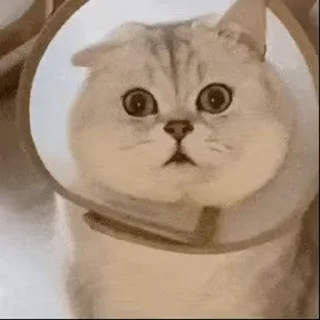 🐱