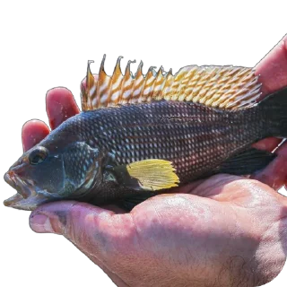 🎣