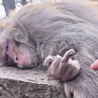🌟