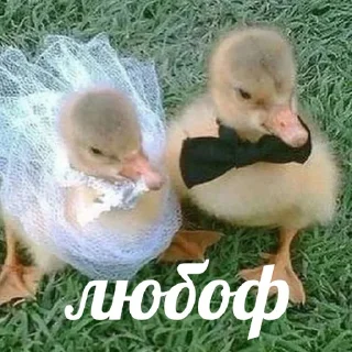 💑