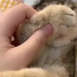 🐱