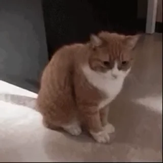 🐱