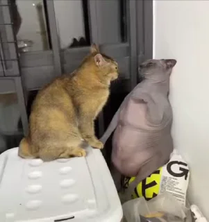 🥊